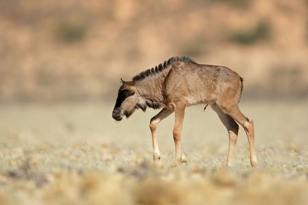 A newborn blue wildebeest calf (Connochaetes taurinus), Kalahari desert, South Africaの写真素材