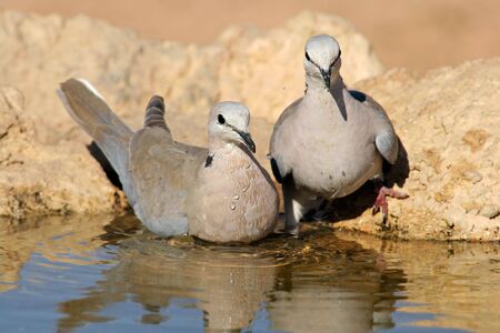 Two Cape turtle doves (Streptopelia capicola) drinking water, Kalahari, South Africaの写真素材
