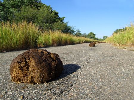 Fresh elephant dung on the road, Hwange National Park, Zimbabwe, southern Africaの写真素材