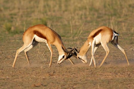 Two male springbok antelopes (Antidorcas marsupialis) fighting for territory, Kalahari desert, South Africaの写真素材