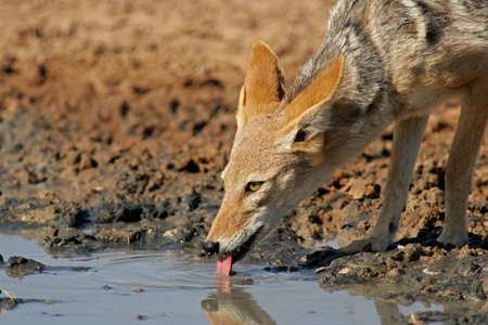 A black-backed Jackal (Canis mesomelas) drinking water, Kalahari desert, South Africaの写真素材
