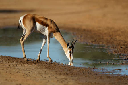 A springbok antelope (Antidorcas marsupialis) drinking water, Kalahari desert, South Africaの写真素材