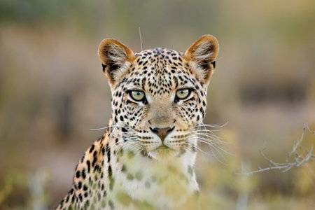 Portrait of a leopard (Panthera pardus), Kalahari desert, South Africaの写真素材