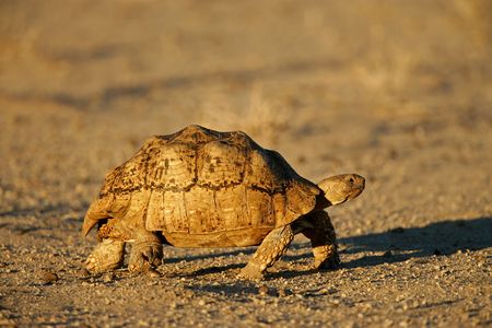 Mountain tortoise (Geochelone pardalis) , Kalahari desert, South Africaの写真素材