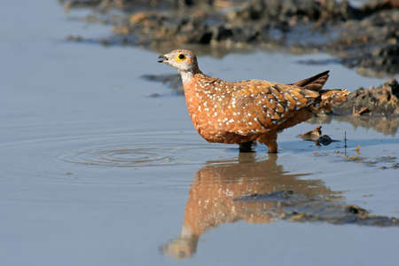 Spotted or Burchells sandgrouse (Pterocles burchelli) drinking water, Kalahari desert, South Africaの写真素材