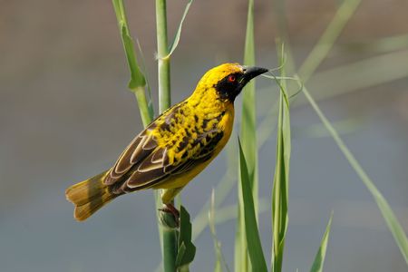 Male Spotted-backed weaver (Ploceus cucullatus) with nesting material, Kruger National Park, South Africaの写真素材