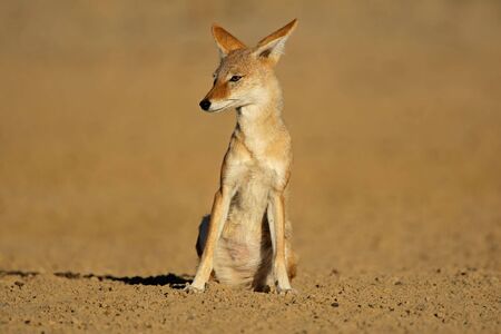 Sitting black-backed Jackal (Canis mesomelas), Kalahari desert, South Africaの写真素材