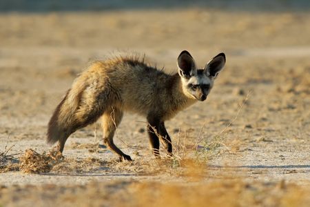 Bat-eared fox (Otocyon megalotis) , Kalahari desert, South Africaの写真素材