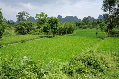 Rural Chinese landscape near Yangshuo with lush green rice fieldsの写真素材