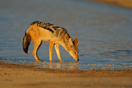 A black-backed Jackal (Canis mesomelas) drinking water, Kalahari desert, South Africa