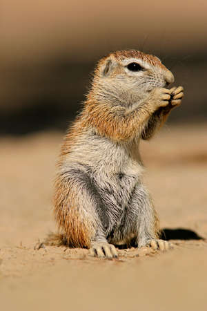 Feeding ground squirrel (Xerus inaurus), Kalahari desert, South Africa 