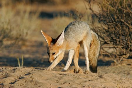 Cape fox (Vulpes chama) in front of burrow, Kalahari desert, South Africaの写真素材