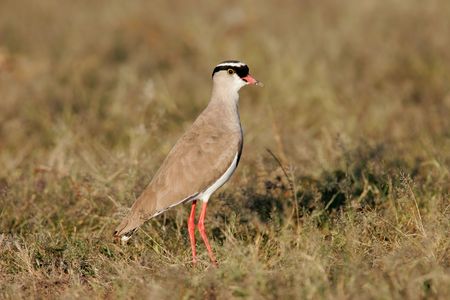 Crowned plover (Vanellus coronatus) standing in grassland, Etosha National Park, Namibia, southern Africaの写真素材