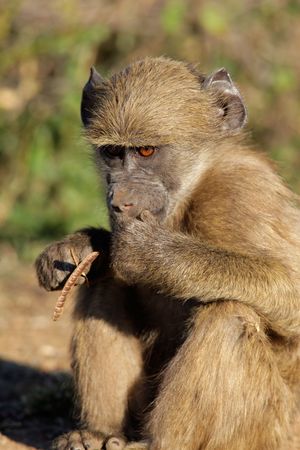 A young Chacma baboon (Papio hamadryas ursinus), Kruger National Park, South Africa