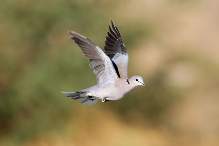 Cape turtle dove (Streptopelia capicola) in flight, Kalahari desert, South Africaの写真素材