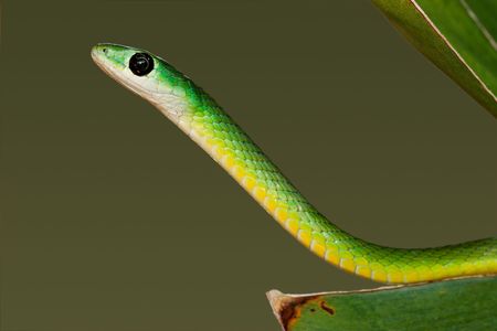 Portrait of an eastern green snake (Philothamnus natalensis), South Africaの写真素材
