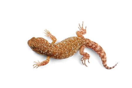 An African common barking gecko (Ptenopus garrulus) on whiteの写真素材