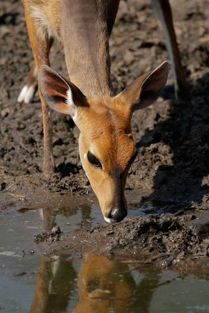 Female Bushbuck antelope (Tragelaphus scriptus) drinking water, Kruger National Park, South Africaの写真素材