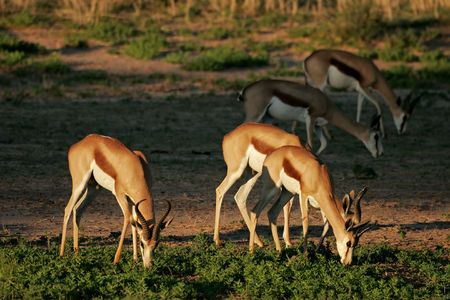 A small herd of springbok antelopes (Antidorcas marsupialis) grazing, Kalahari desert, South Africa
