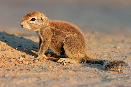 Ground squirrel (Xerus inaurus), Kalahari desert, South Africaの写真素材