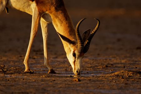 A springbok antelope (Antidorcas marsupialis) drinking water in late afternoon light, Kalahari...
