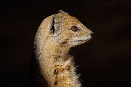 Close-up of a yellow mongoose (Cynictus penicillata), Kalahari desert, South Africaの写真素材