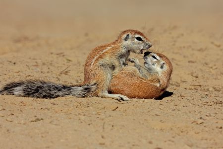 Two young ground squirrels (Xerus inaurus) playing, Kalahari desert, South Africa の写真素材