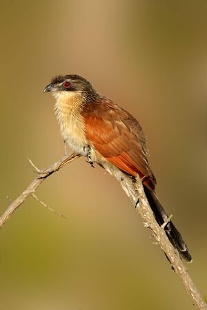 A burchell's coucal (Centropus burchellii) perched on a branch, South Africaの写真素材