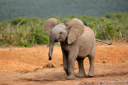 A young African elephant (Loxodonta africana), South Africaの写真素材