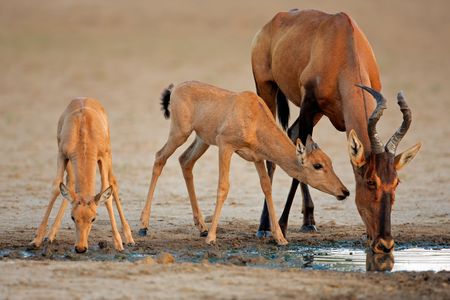 Red hartebeest antelope (Alcelaphus buselaphus) with young calves, Kalahari, South Africaの写真素材