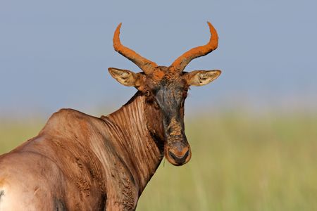 Portrait of a rare tsessebe antelope (Damaliscus lunatus), South Africaの写真素材