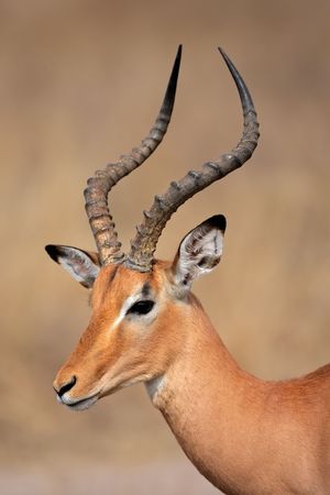 Portrait a male impala antelope (Aepyceros melampus), Kruger National Park, South Africaの写真素材
