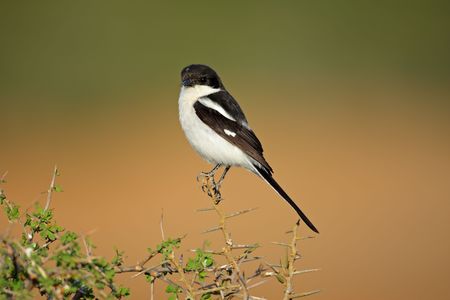 A fiscal shrike (Lanius collaris) perched on a twig, South Africaの写真素材