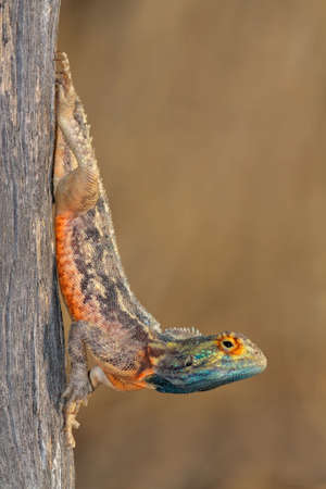 Male ground agama (Agama aculeata) in bright breeding colors, Kalahari desert, South Africaの写真素材