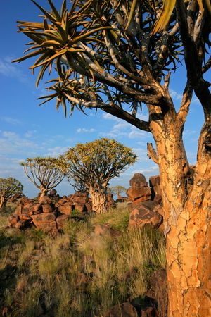Desert landscape with granite rocks and quiver trees (Aloe dichotoma), Namibia, southern Africaの写真素材
