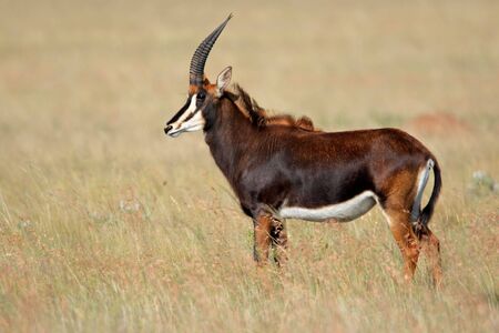 Rare sable antelope (Hippotragus niger), South Africaの写真素材