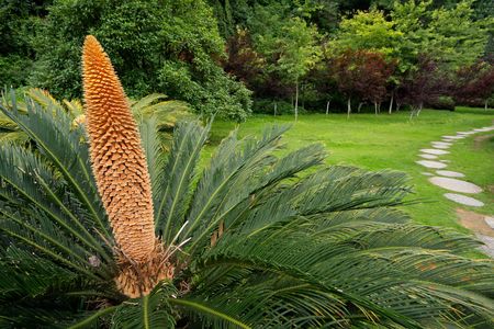 Close-up of a flowering Chinese cycad plantの写真素材