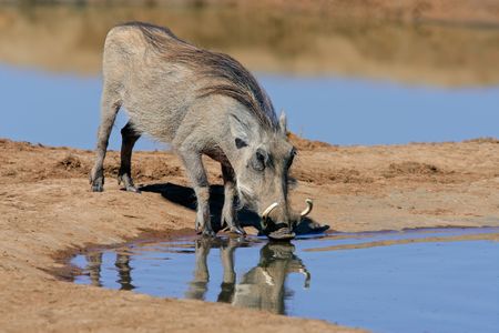 A warthog (Phacochoerus africanus) drinking water, South Africaの写真素材