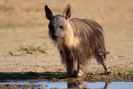 A brown hyena (Hyaena brunnea) at a waterhole, Kalahari, South Africaの写真素材