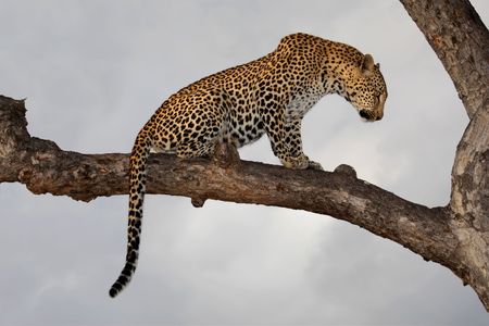 Leopard (Panthera pardus) sitting in a tree against a cloudy sky, South Africaの写真素材