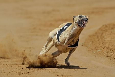 Greyhound at full speed during a raceの写真素材