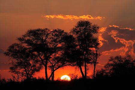 Sunset with silhouetted African savanna trees, Kruger National park, South Africaの写真素材
