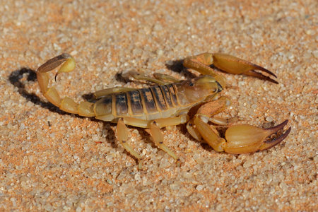 Aggressive scorpion (Opistophthalmus carinatus), Kalahari desert, South Africaの写真素材
