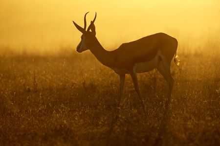 Springbok antelope (Antidorcas marsupialis) in dust at sunrise, Kalahari desert, South Africaの写真素材