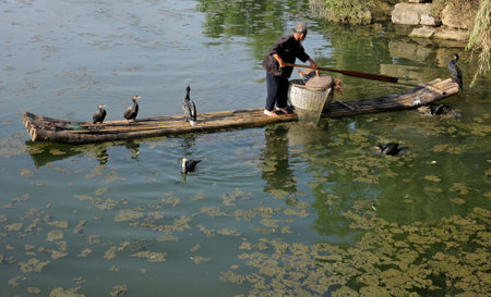 Yangshuo, Guangxi region, China, June 21, 2008 - Chinese man fishing with cormorant birds - a traditional fishing method in which fishermen use trained cormorants to fish のeditorial素材