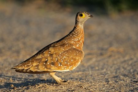 Spotted or Burchells sandgrouse (Pterocles burchelli), Kalahari desert, South Africaの写真素材