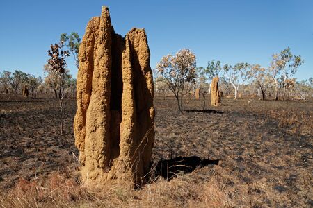 Massive cathedral termite mounds (Nasutitermes triodae), Kakadu National Park, Northern Territory, Australiaの写真素材