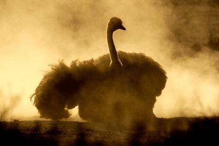 An ostrich (Struthio camelus) taking a dust bath, Kalahari, South Africaの写真素材
