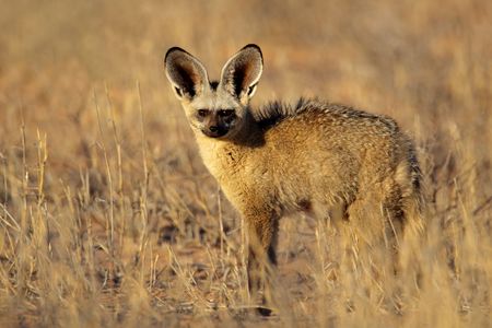 Bat-eared fox (Otocyon megalotis) , Kalahari desert, South Africaの写真素材