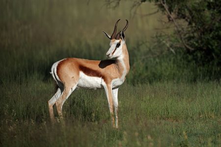 Springbok antelope (Antidorcas marsupialis), South Africaの写真素材